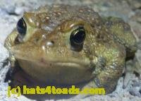 /home//u458753944/public_html/sourcegallery///////Roxborough Toad Detour/2013-2019/2013/2013-04-09/P1120067.JPG